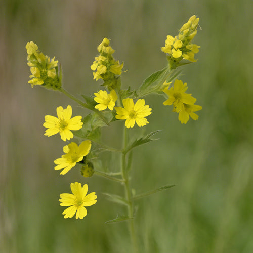 Agrimonia Eupatoria / Common agrimony Seeds / Samen Gewöhnlicher Odermennig