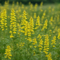 Agrimonia Eupatoria / Common agrimony Seeds / Samen Gewöhnlicher Odermennig