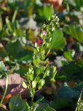 Thlaspi arvence / Field Pennycress Seeds / Acker-Rettich Samen