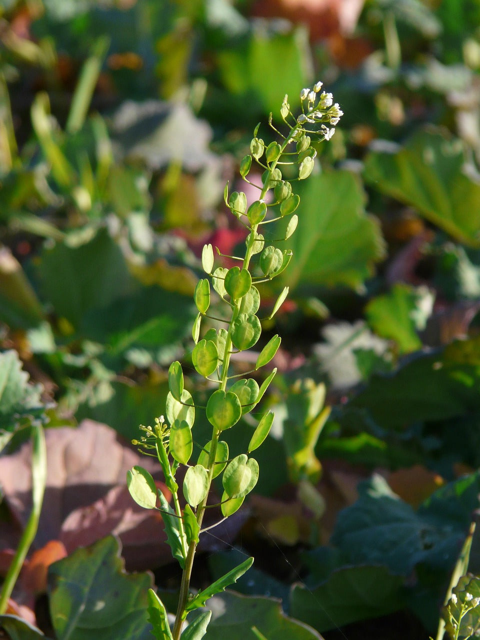 Thlaspi arvence / Field Pennycress Seeds / Acker-Rettich Samen