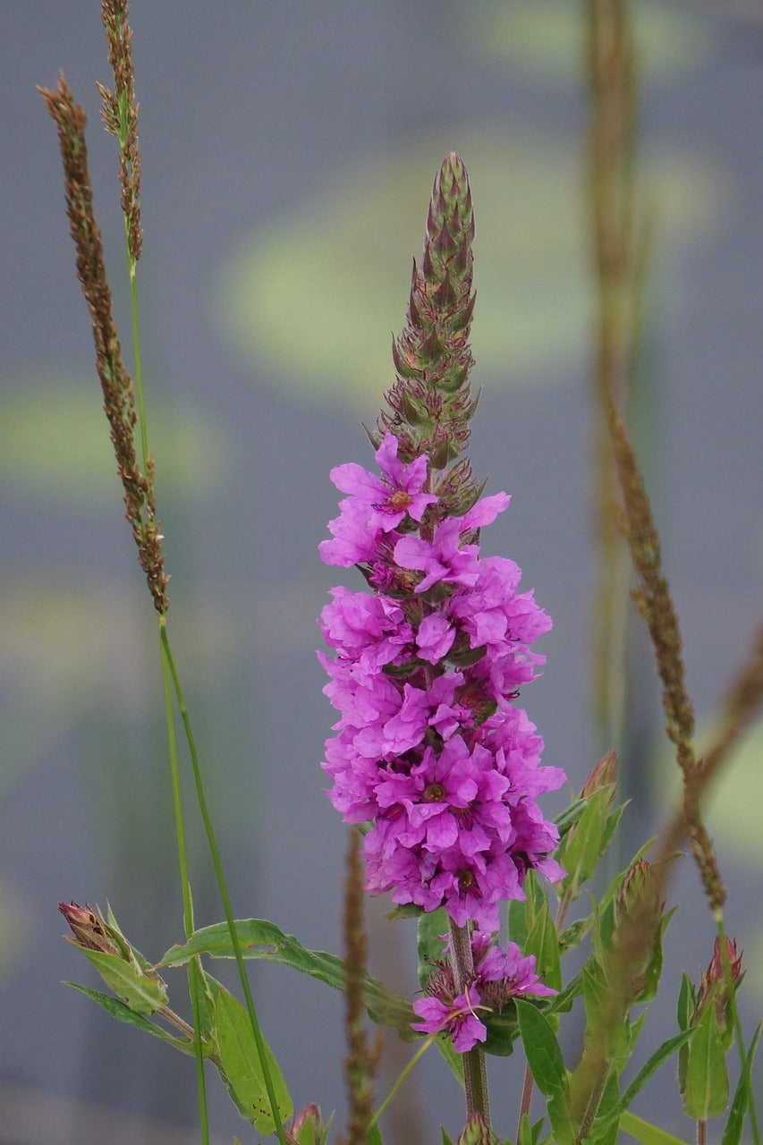 Lytrum salicaria / Purple Loosestrife Seeds / Blut-Weiderich Samen