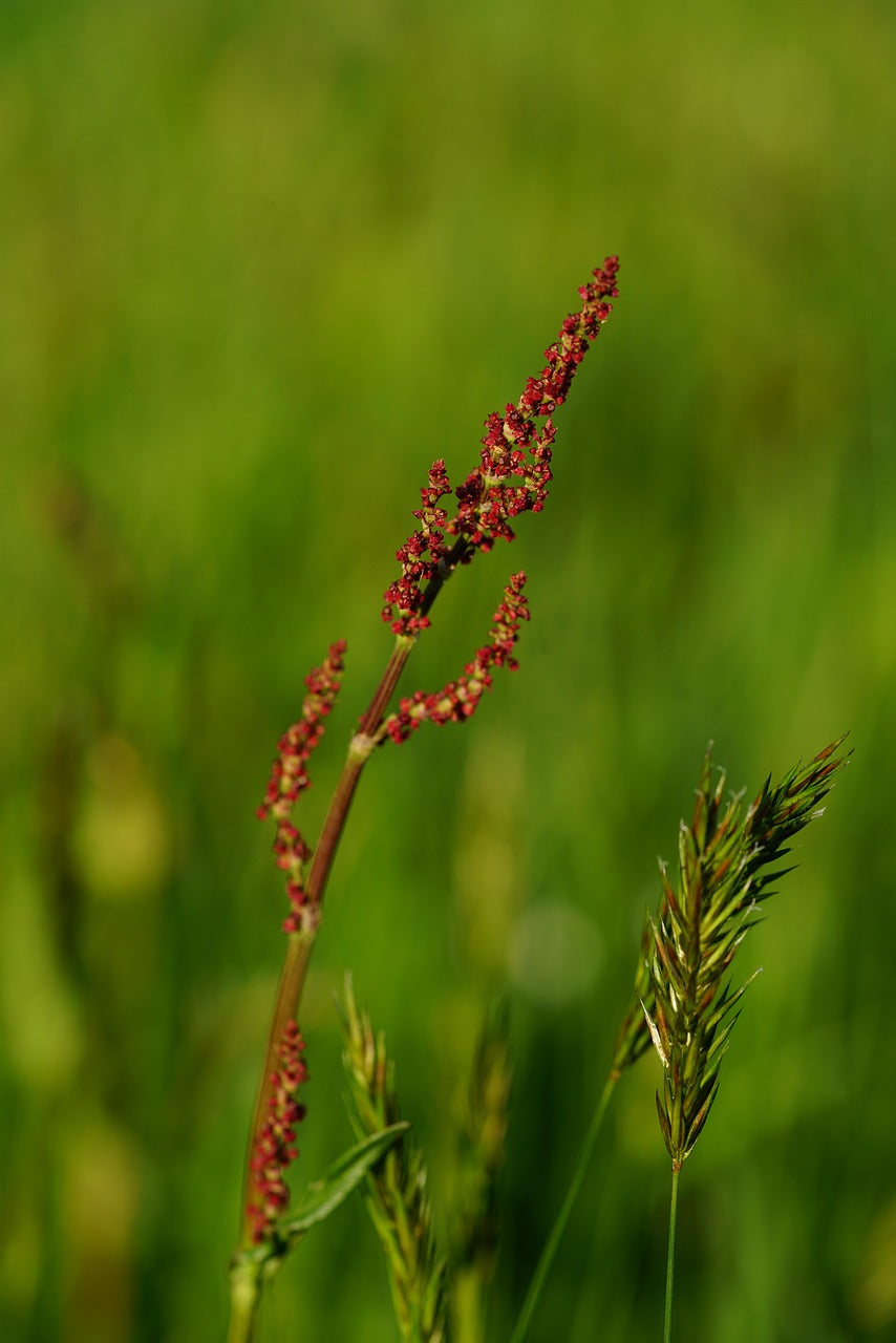 Rumex acetosela / Sheep Sorrel Seeds / Ampfer‑sauerampfer Samen