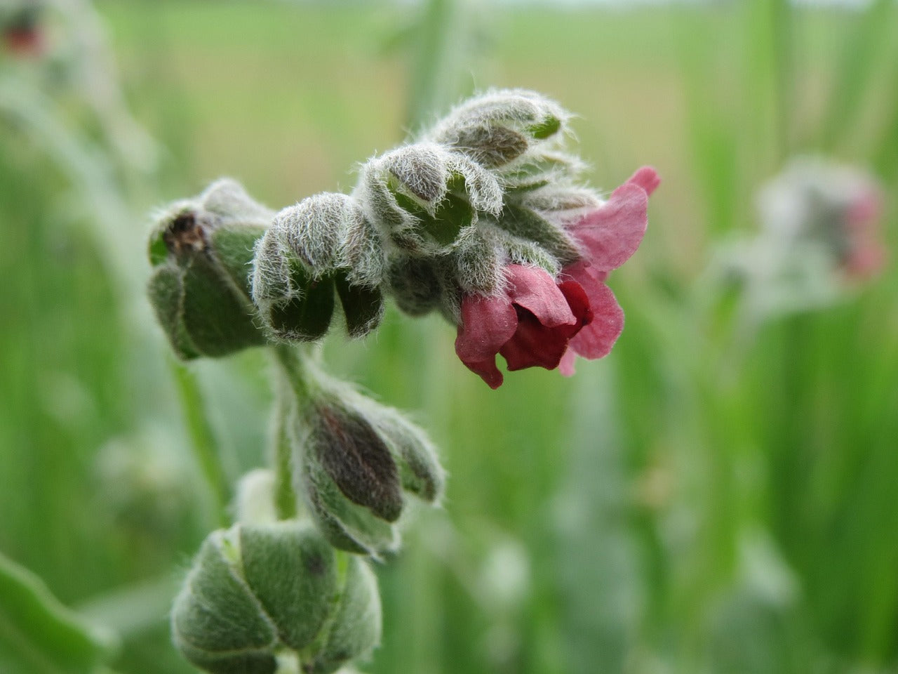 Cynoglossum officinale / Houndstongue Seeds / Gewöhnlicher Hundszunge Samen