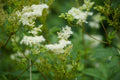 Filipendula ulmaria / Meadowsweet Seeds / Mädesüß Samen