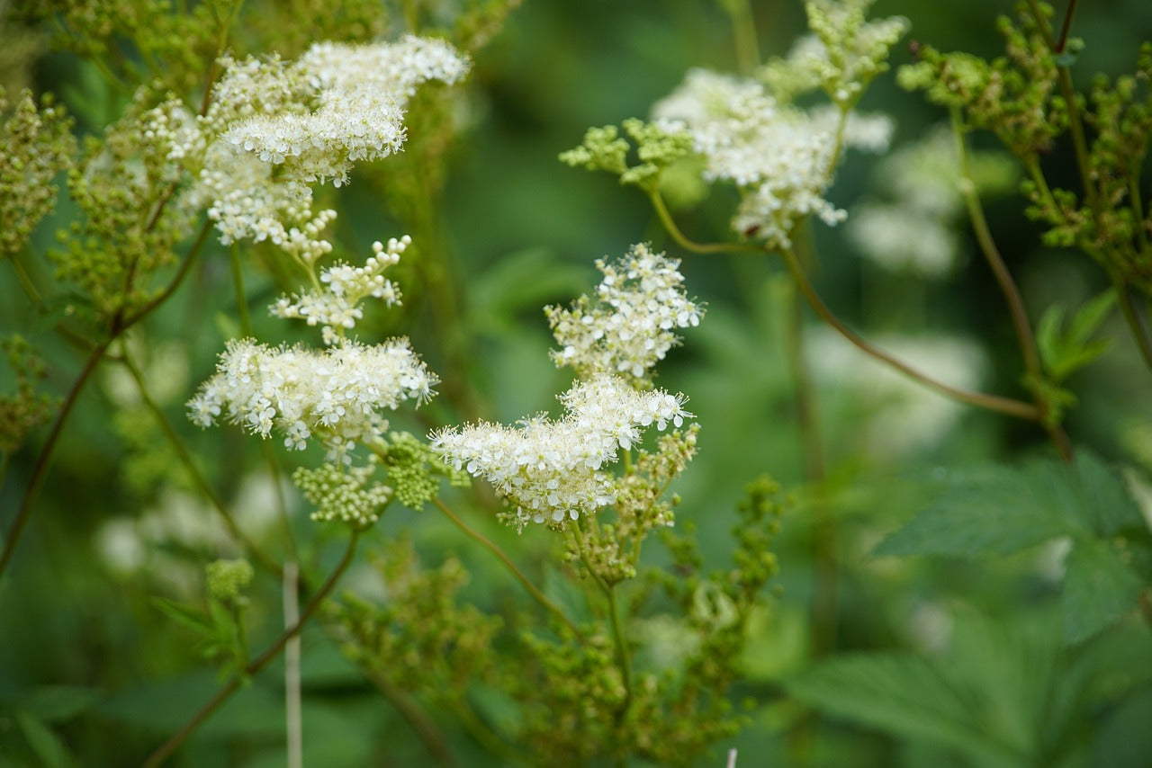 Filipendula ulmaria / Meadowsweet Seeds / Mädesüß Samen