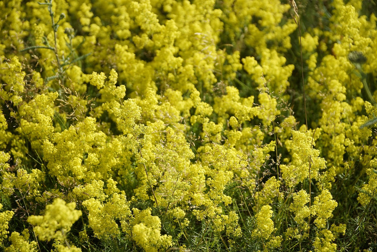 Galium verum / Lady’s Bedstraw Seeds / Gewöhnliche Labkraut Samen