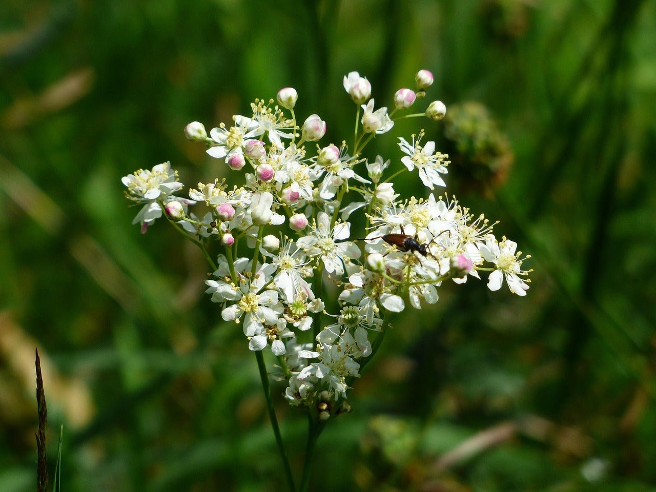 Filipendula vulgaris / Dropwort Seeds / Wiesen-Filzkraut Samen