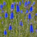 Echium vulgare / Viper's Bugloss Seeds / Natternkopf Samen