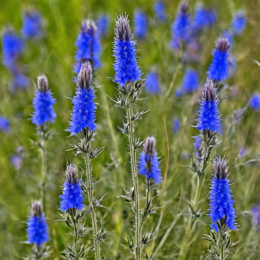 Echium vulgare / Viper's Bugloss Seeds / Natternkopf Samen