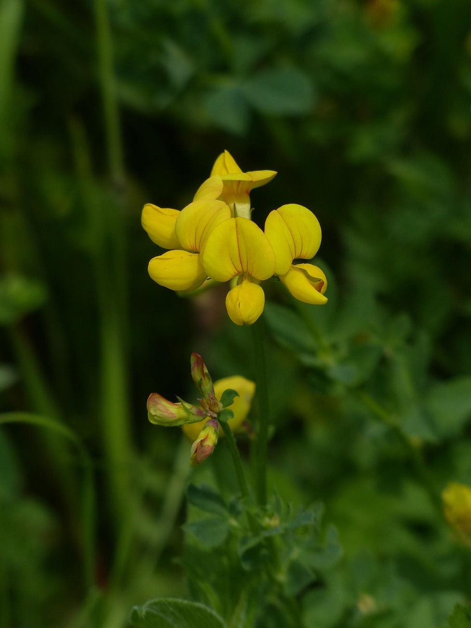 Lotus corniculatus / Bird’s-foot Trefoil Seeds / Kronwicke Samen