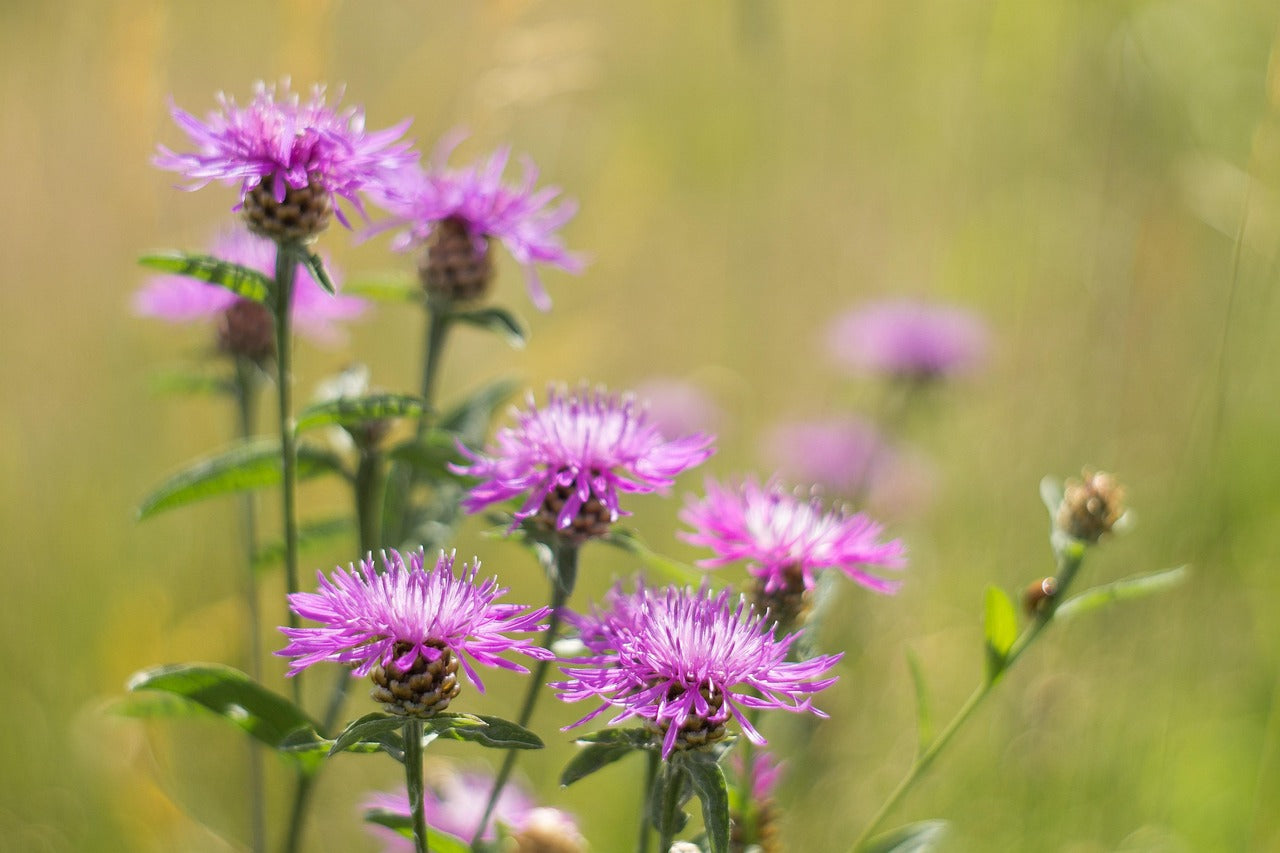 Centaurea jacea / Brown Knapweed Seeds / Wiesen-Chaber Samen
