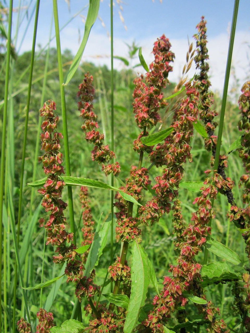 Rumex acetosa / Common Sorrel Seeds / Sauerampfer Samen