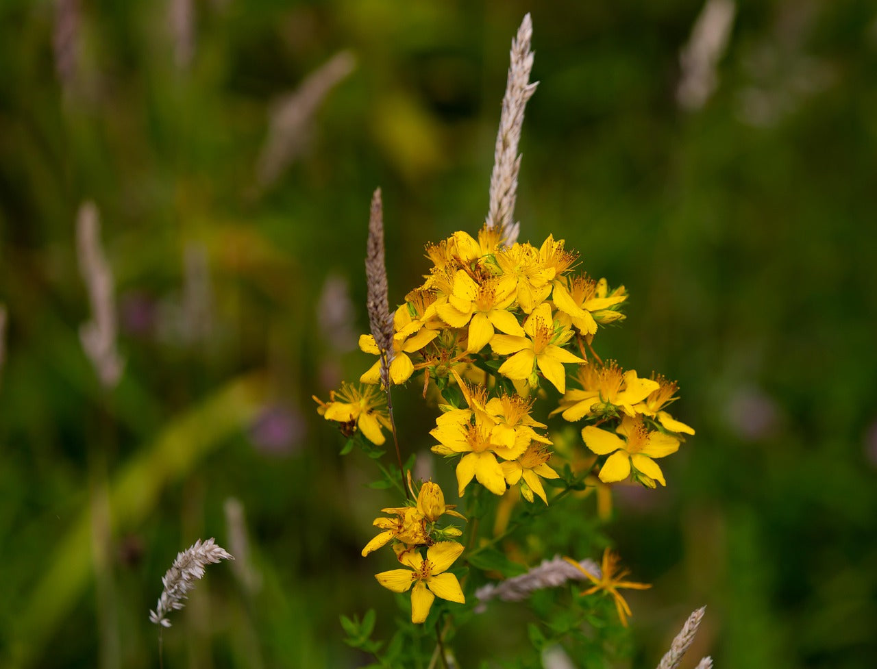 Hypericum perforatum / St. John’s Wort Seeds / Johanniskraut Samen